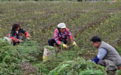 发展油茶产业 促进富民增收