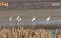 鄱阳湖流域持续干旱，超60万只候鸟的“口粮”如何保障？