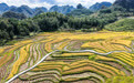 贵州长顺：水稻成熟 开镰收割(4)