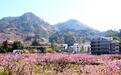 福建福安畲村桃花竞相开放引游人