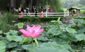 圆明园第三十届荷花节开幕(2)