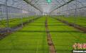 湖南祁阳智能育秧“黑科技”让春耕跑出“加速度”