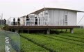 山东日照：绿水青山飘茶香
