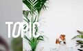 猫狗双全且绿植环绕的好日子是谁在过？