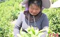 黟县红光村：一片茶叶托起乡村振兴梦