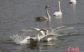 河南三门峡：黄河湿地上演“天鹅舞”