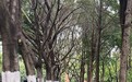 重庆多区小叶榕树遇虫害，虫子会掉落在行人身上，城管局回应