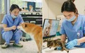 瑞派宠物医生：青年医者的十年，在犬猫重症迷雾里点亮专科诊疗曦光