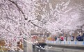 锐评｜“赏花经济”，功夫在花外