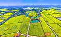 “祥云”助阵，荆门沙洋喜迎2025年湖北省油菜花节