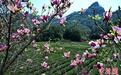 武夷山生态茶园如画