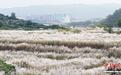四川宜宾：芦苇花盛开美不胜收