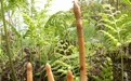 药食同源焕新颜！昭通天麻突破产业瓶颈，书写千亿级健康产业新传奇