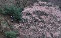 荒野茶“持证上岗”浙江丽水茶农点绿成金“有据可依”