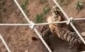 动物园老虎翻过围栏打“同事”鬣狗，工作人员回应
