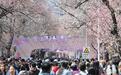 吉林大学杏花盛放引来10万“赏花客”