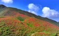山间花开景色美