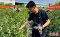 黑龙江“蓝靛果”种植面积8.5万亩 已大规模销往全国