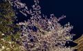 DIOR把秀办到了樱花树下，然后呢？