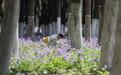 春暖赏花正当时#