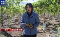 总台记者探访丨应季的水果棘手的关税 智利水果产业“愁”