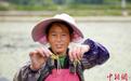 湖北咸丰：莼菜田里“淘金”忙