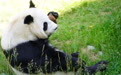 西宁：大熊猫“奇果”“园满”迎来9周岁生日会(2)