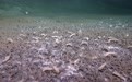 中国科学家发现“吃”硫化氢和甲烷的最深海底生命群落