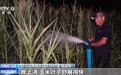 河南驻马店开展夜间灌溉  志愿服务队提供抗旱帮扶