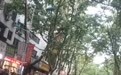 南阳刮起9级以上雷暴大风，有彩钢棚被掀飞，树木被刮倒砸中多辆汽车