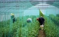 河北丰宁：蔬菜产业助力乡村振兴(1)