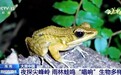 夜探尖峰岭 雨林蛙鸣“唱响”生物多样性
