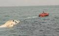 海南、上海等地出现死亡鲸鱼，多方回应