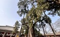 文化中国行丨陕西：守望“青绿常在” 让千年文化生生不息
