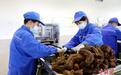 甘肃礼县有“药”力：科技赋新能 非遗撑底气