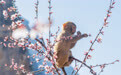 太行猕猴戏桃花