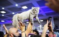 巴西：20个品种近两百位宠物猫“选美”