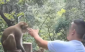 黔灵山公园回应“游客扇猴遭猴飞踹还击”：尚未收到反馈，勿逗猴
