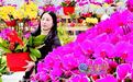 年宵花市火爆 蝴蝶兰仍占“C位”