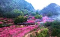 带上这份“赏花图册”，赴一场春日的浪漫邀约！