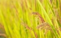 国家统计局公布2025年早稻产量数据