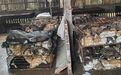 900只猫，被挖坑活埋？