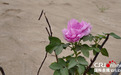 【环着沙漠看新疆】于田沙漠玫瑰：植根在大漠骨子里的浪漫