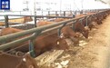 美关税政策下巴西牛肉出口承压 中巴牛肉贸易合作稳中求进