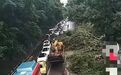 重庆南岸下雨致树倒塌砸死几个人？官方辟谣