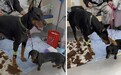 跨城百里救爱犬：新瑞鹏旗下宠颐生沈阳中心医院与狗狗的生命契约