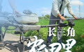 钱江观潮丨嘉善9村抱团建设农事服务中心，跨域送服务引人才 长三角农田里来了年轻人