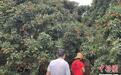 广东茂名：科技赋能荔枝产业 地方特产蜕变“全球共享”