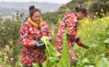 新春走基层|涪陵青菜头喜迎丰收 田间地头奏响“增收曲”