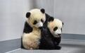 最后两只旅日大熊猫或提前回国，日本全国将无大熊猫